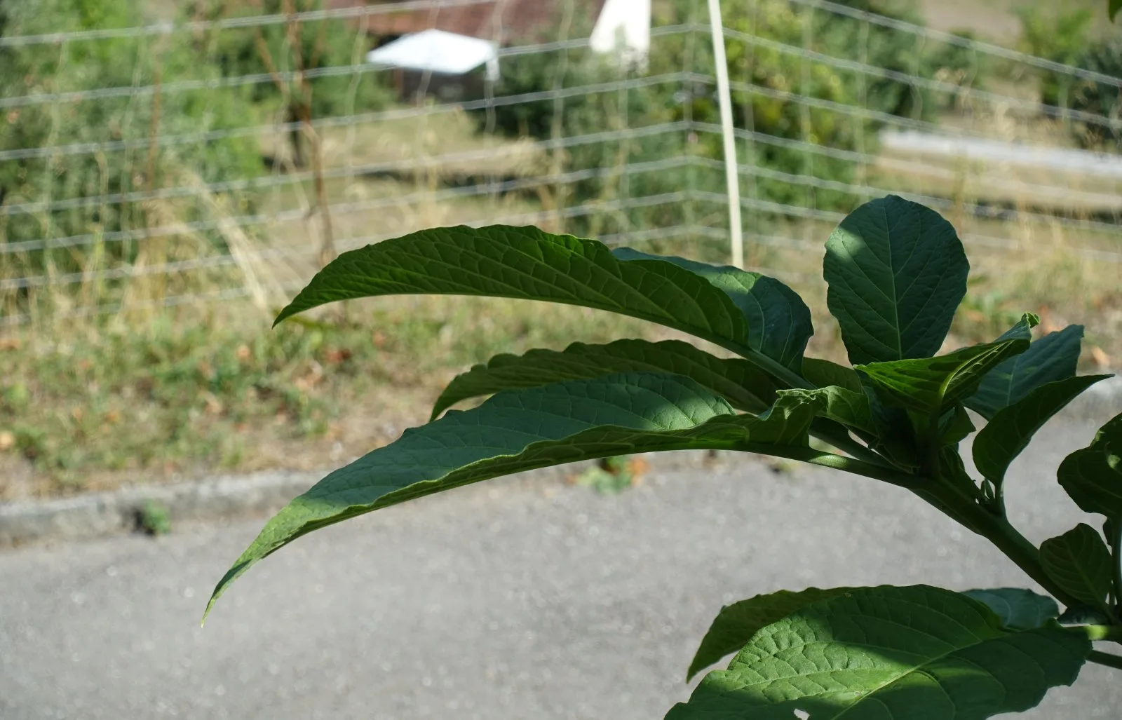 Sony Cyber-shot DSC-RX100 III, Ansicht 7
